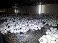 Vand ciuperci champignon   din productie proprie