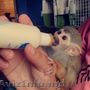  maimuțe veveriță adorabile gratuite pentru adopție/vânzare.
